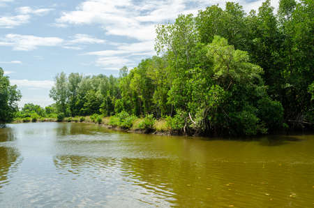 Avicennia alba at mangrove forest  in Thailand