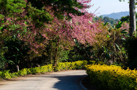 Pink flower blooming of Prunus cerasoides or Wild Himalayan Cherry in the forestの写真素材