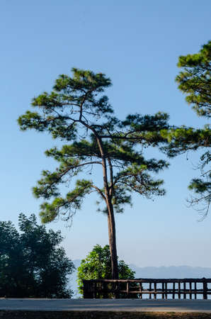 pine trees with blue sky and viewpointの写真素材