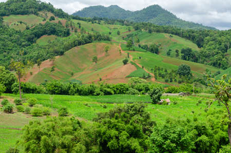 Shifting cultivation landscape of agriculture on the hill, bald mountain in Thailand