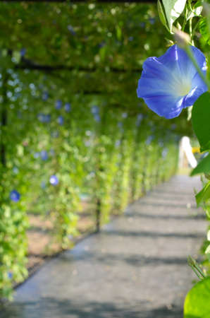 Morning Glory or Ipomoea purpurea in outdoor garden