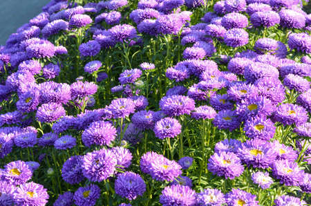Close up of blooming purple aster flowers in the gardenの写真素材