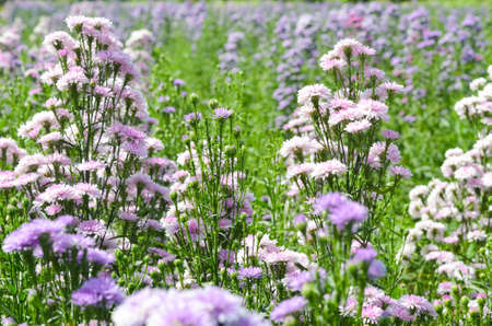 Margaret flower or Michaelmas Daisy in the gardenの写真素材