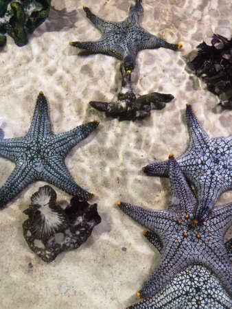 Starfish or Asteroidea family on sand under clear water