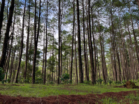 pine tree in forest at Doi Bo Luang forest industry organization, Chiang Mai Thailandの写真素材