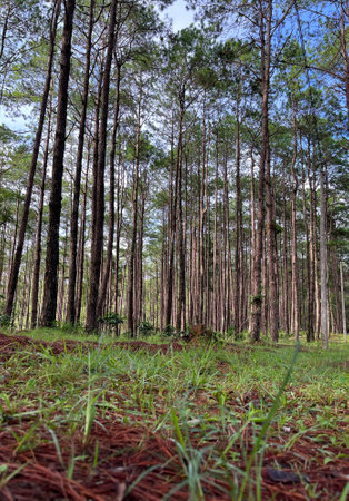 The tall of pine tree in forestの写真素材