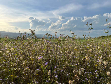 Little white and purple flower fields with clouds skyの写真素材