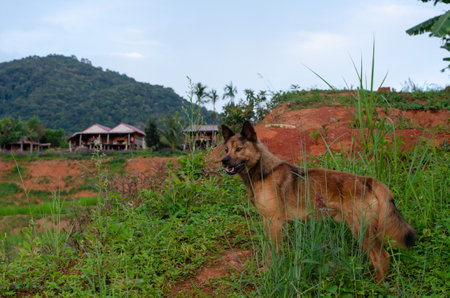 A brown dog stood in the countryside early in the morningの写真素材