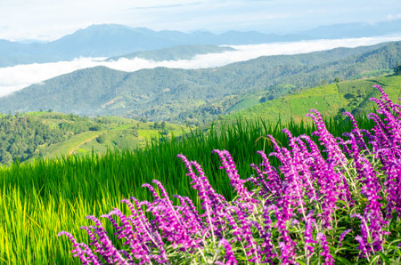 Mexican bush sage flower with rice fields and mountains in the backgroundの写真素材