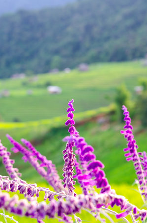 Mexican bush sage flower with rice fields and mountains in the backgroundの写真素材