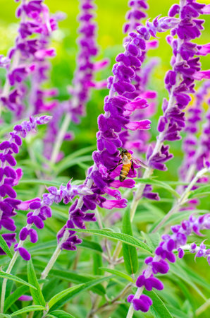 Bee with Mexican bush sage flower in the outdoor gardenの写真素材