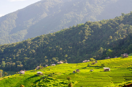 Green rice terrace field at Pa Pong Piang village in Chiang Mai, Thailandの写真素材