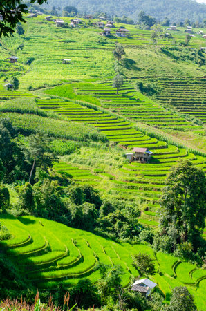Green rice terrace field at Pa Pong Piang village in Chiang Mai, Thailandの写真素材