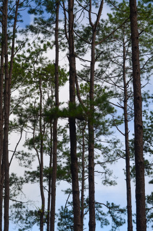 branches and leaves of pine with cloud skyの写真素材