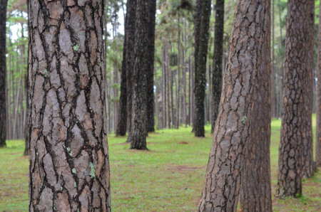 fresh ozone of natural pine forest in countryside at Bo Kaeo Silvicultural Research Station, Thailandの写真素材