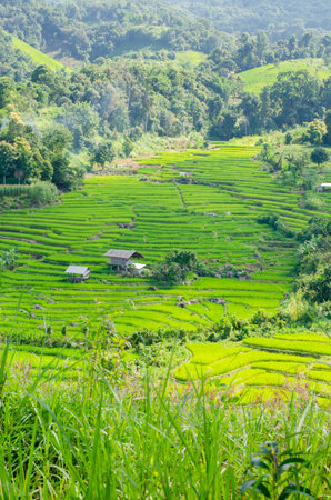 Green rice terraces in county Thailandの写真素材