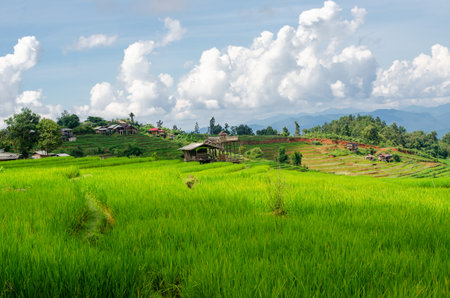 Green rice terrace field at Pa Pong Piang village in Chiang Mai, Thailandの写真素材