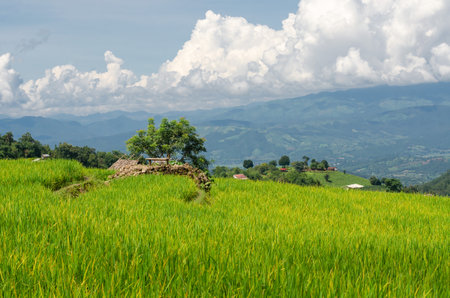 Green rice terrace field at Pa Pong Piang village in Chiang Mai, Thailandの写真素材