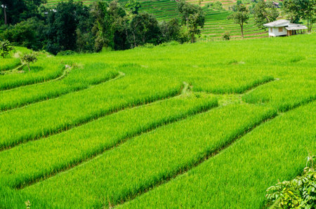 Green rice terrace field at Pa Pong Piang village in Chiang Mai, Thailandの写真素材