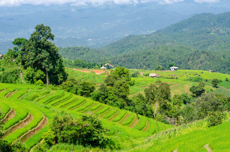 Green rice terrace field at Pa Pong Piang village in Chiang Mai, Thailandの写真素材