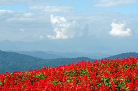 Salvia Splendens flower with mountain view behindの写真素材