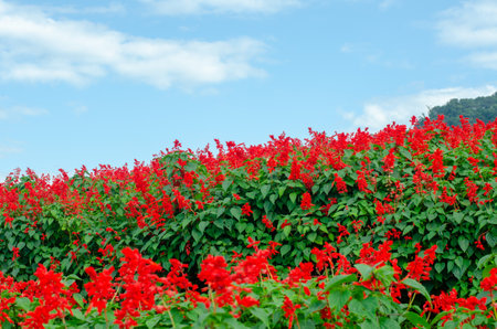 Salvia Splendens flower in the garden in Chiang Mai, Thailandの写真素材