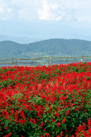 Salvia Splendens flower in the garden in Chiang Mai, Thailandの写真素材