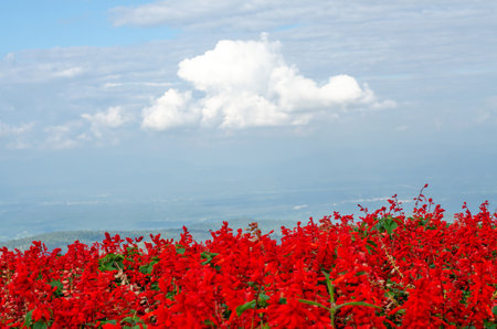 Salvia Splendens flower in the garden in Chiang Mai, Thailandの写真素材