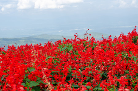 Salvia Splendens flower in the garden in Chiang Mai, Thailandの写真素材