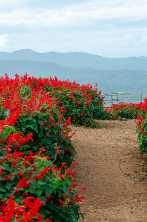 Salvia Splendens flower in the garden in Chiang Mai, Thailandの写真素材