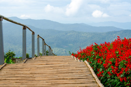 Salvia Splendens flower in the garden in Chiang Mai, Thailandの写真素材
