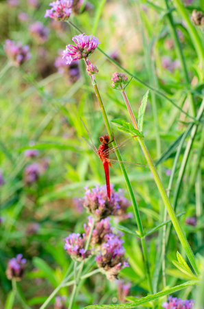 Red dragonfly sitting on a flower in the garden, Thailand.の写真素材