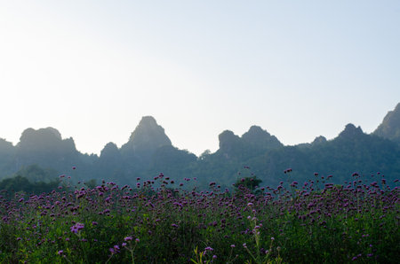 landscape of mountain and flower field in the morning at Phu Pha Muak homestay in Chiang Dao district, Thailandの写真素材