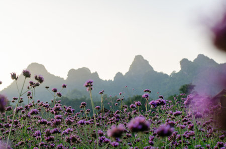 purple flower field in the morning with mountain background, Thailand.の写真素材