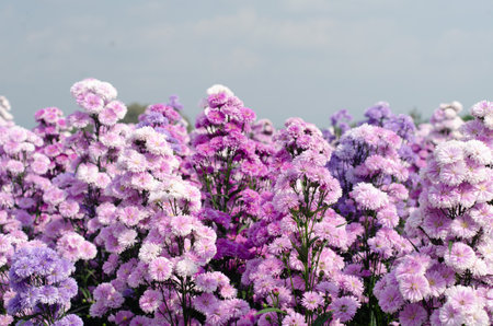 Pink and purple chrysanthemum flowers in the garden.の写真素材