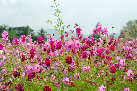 Cosmos flowers blooming in the garden with green grass background.の写真素材