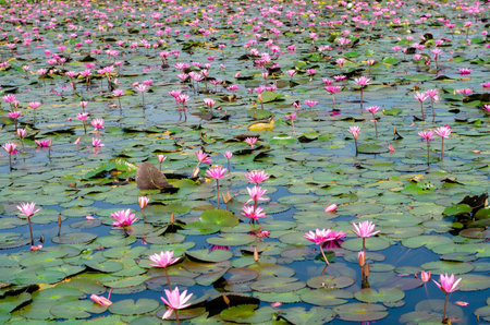 Pink lotus flower blooming in the pond Thailandの写真素材