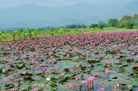 Lotus field at Chiangmai province,Thailand.の写真素材
