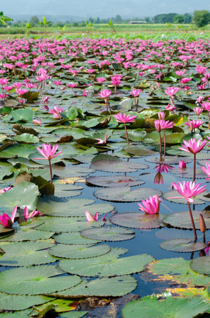 Lotus flower in the pond in Thailandの写真素材