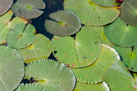 Lotus leaf in the pond, closeup of lotus leafの写真素材