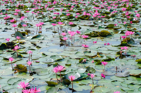 Lotus flower blooming in the pond, Thailandの写真素材