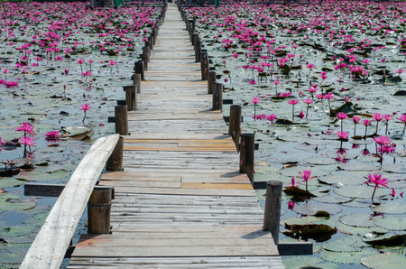 Pink lotus flower and wooden walkway, Thailandの写真素材