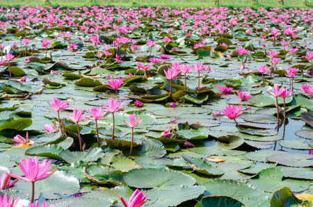 Lotus flower in the pond in Thailandの写真素材
