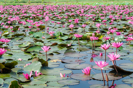 Beautiful pink lotus flower blooming in the pond, Thailand.の写真素材