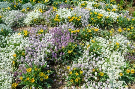 Flowerbed with various types of blooming flowers in early springの写真素材
