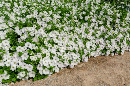 Beautiful white petunia flowers blooming in the garden, stock photoの写真素材