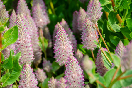 Close up of ptilotus exaltatus joey in the garden. Natural floral background.の写真素材