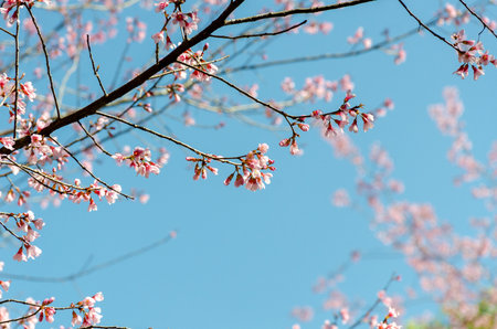 Wild Himalayan Cherry (Prunus cerasoides)