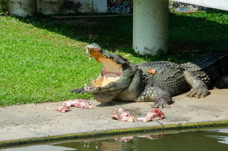Crocodile eating meat in the crocodile farm, Thailand.の写真素材