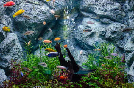 Tropical fish in the aquarium. Underwater world background.の写真素材